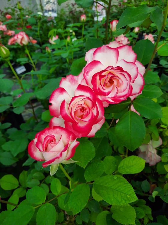 РОЗИ Чаен-хибрид 107 - rosesplants.com