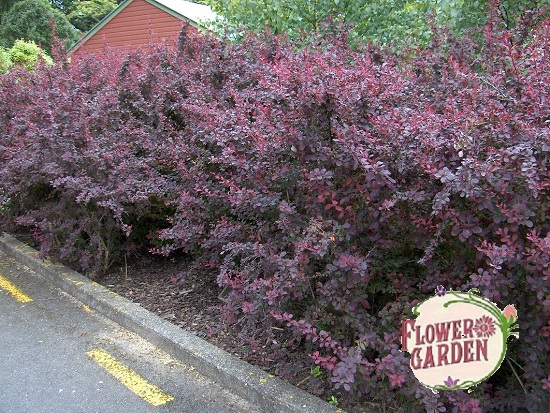 Берберис (кисел трън) 'Atropurpurea - rosesplants.com