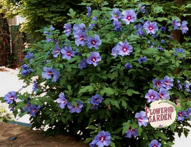 ХИБИСКУС-HIBISKUS SURIACUS-ОНЛАЙН - rosesplants.com